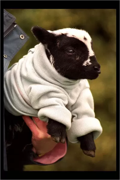 Newly born Lamb Naomi with the new woollen jumper March 1998