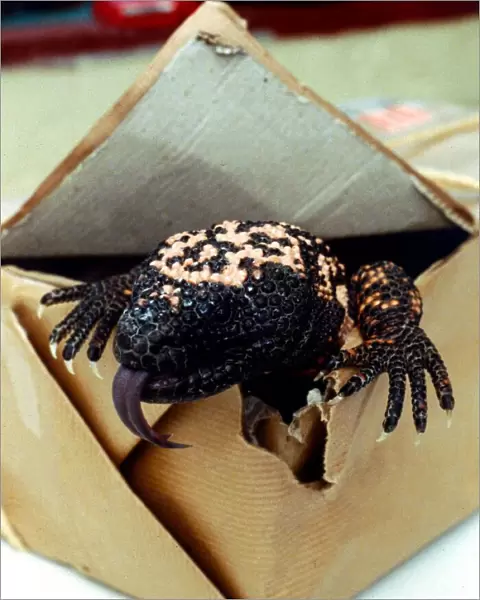 A Gila Monster from Mexico, creeping out of a cardboard box February 1989