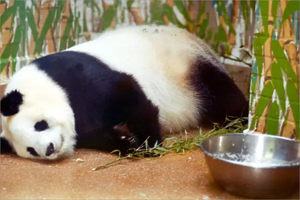 Panda bear Ming Ming from London Zoo is said to be pregnant. Bao Bao is the father