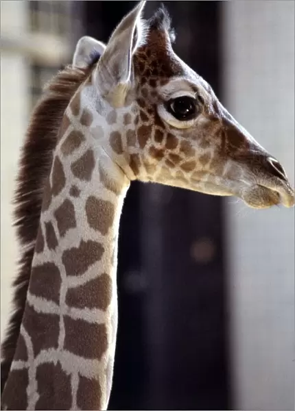 New born baby giraffe Zara at London Zoo June 1984