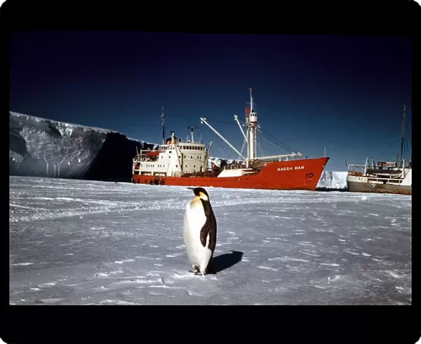 The Trans-Antarctic Expedition 1956-1958 Penguin on the ice in front of the Magga