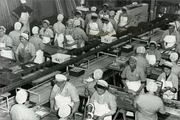 Macfisheries factory women filleting fish in Fraserburgh, Scotland December 1962