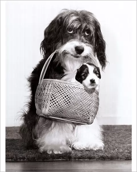 Television star Pippin the dog carries one of her new born pups in a basket