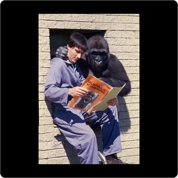 Blackpool Zoo keeper Mike Clarkson with gorilla Kumba reading a paper together
