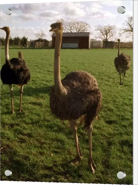 Ostrich Farm at Bramfield in Suffolk December 1997