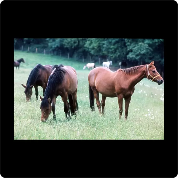 Horses and Ponies in Kent - June 1977