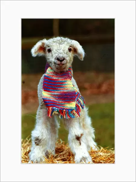 Animals - Lamb wearing scarf December 1988 A©mirrorpix