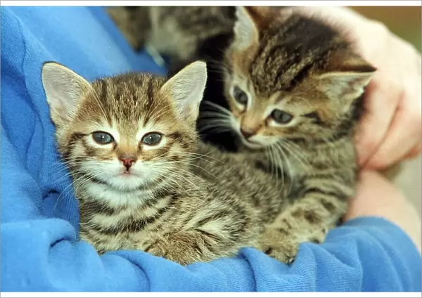 Six week old cats at Cardonald Cat and dog home