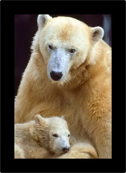 Polar bear and cub April 1989 A©Mirrorpix