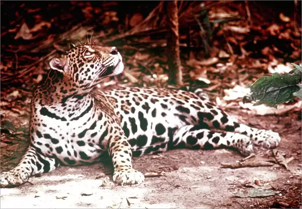 Animals Amazon Jaguar March 1975 Panthera Onca