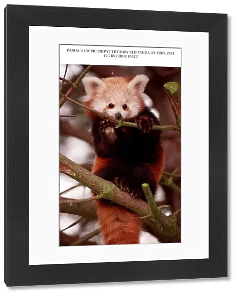Baby red panda bear sitting on branch at Edinburgh Zoo 1997