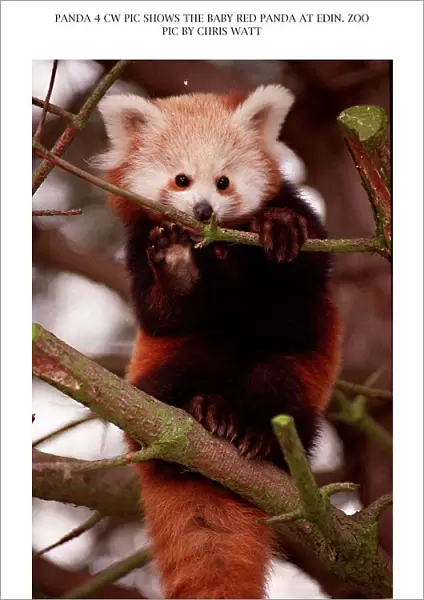 Baby red panda bear sitting on branch at Edinburgh Zoo 1997