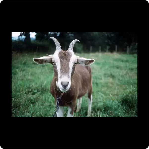 Goat - Toggenburg - January 1980