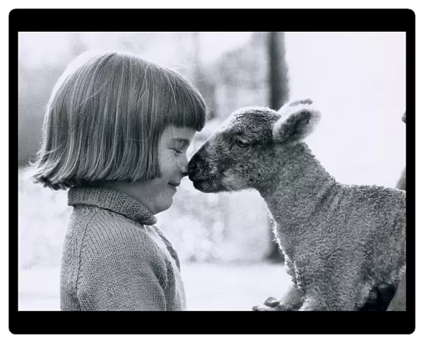 Farmers daughter Jane Hitchcock, 6, comes face to face with a new born lamb on her father
