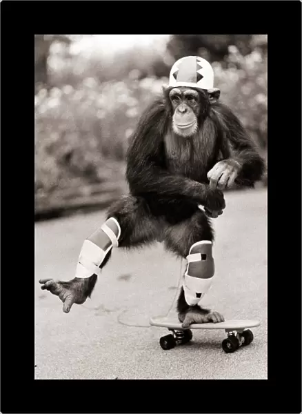 Chimp on a skateboard