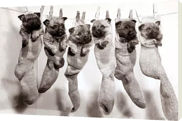 Six puppies hanging from sock pegged onto a clothes line