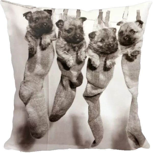 Six puppies hanging from sock pegged onto a clothes line