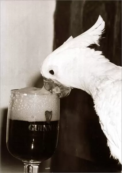 Cocky the Cockatoo - January 1981 sipping a glass of Guinness