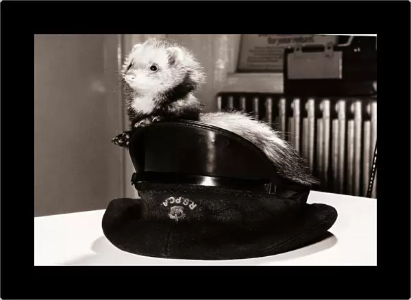 A ferret sitting in the hat of an RSPCA officer circa 1980
