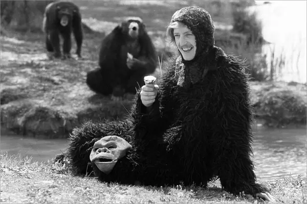 A man wearing an ape costume sitting amongst real monkeys eating an ice cream May