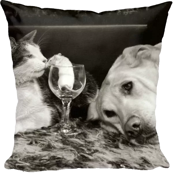 Kinky the cat, Honely the golden labrador dog and Mickey the mouse inside a wine glass