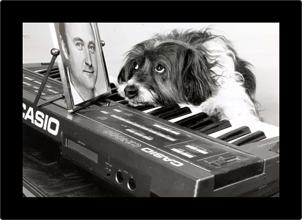 Pippin the dog playing the keyboard with a picture of Phil Collins for inspiration