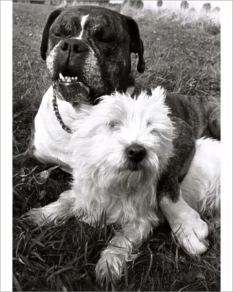 Benny the Boxer puts his paw round the neck of his sweetheart Sabina the Highland Terrier