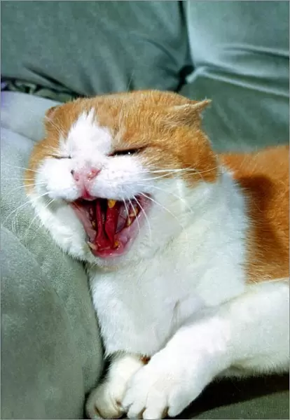 Menacing Cat on a sofa. Cats Animals Yawning MIRDs 9A 1544  /  5