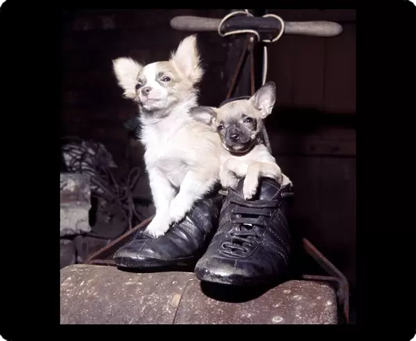 Mexican chihuahuas Wee Willie Winkie and Gingernut playing inside a pair of shoes June