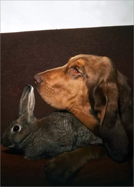 A Rabbit and Bloodhound dog together on the sofa August 1973 animal animals