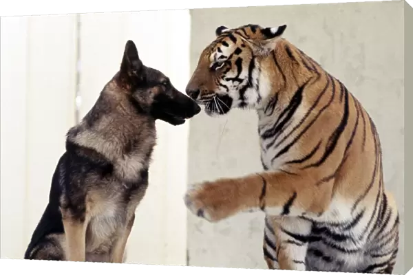 Bengal tiger Ravi with his friend Duke the Alsatian dog july 1977 animals animal
