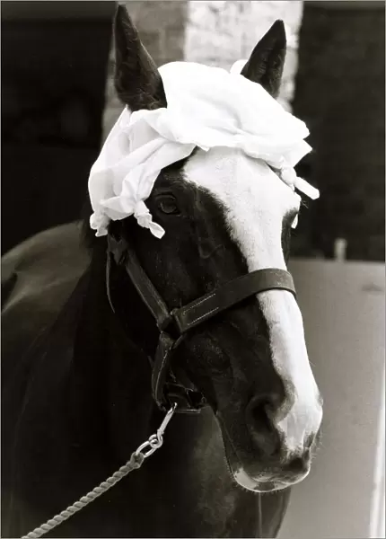 A Horse wearing a hankerchief on head - July 1983 Weather - Hot Sunny