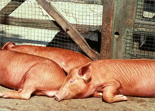 Animals Farm Pigs Tamworth Pig at Aldenham Country Park DBase