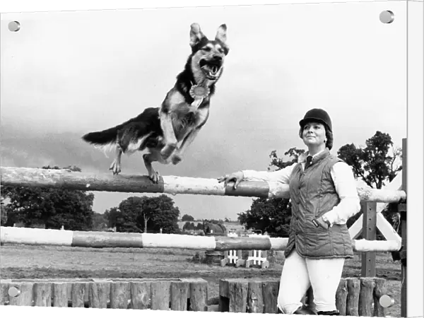 Jed the Alsatian Dog jumping over showjumping fence 1984