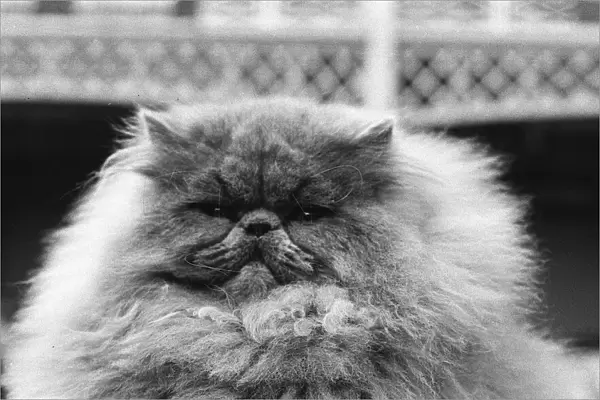 National Cat Club Championship at the Olympia. Blue Persian cat in the show