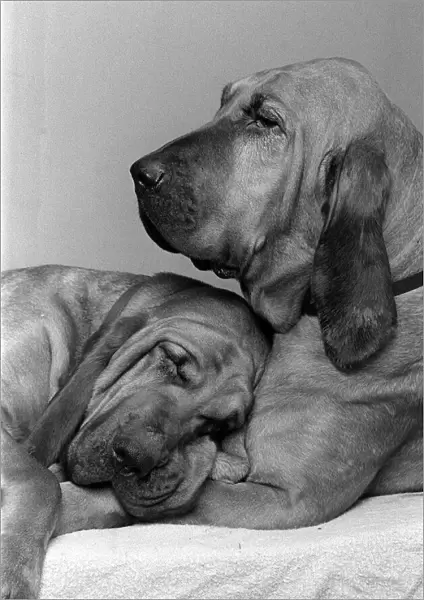 Dogs Bloodhounds Valentines Day