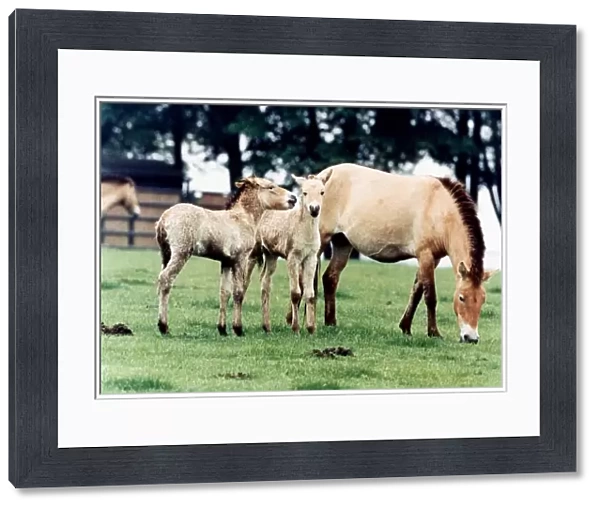 Horse family - Przewalskis Foals at Whipsnade Wild Animal May 1994