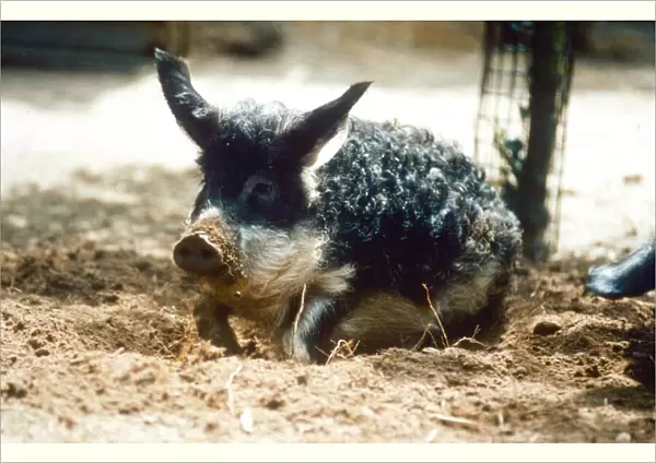 Rare Hungarian pig playing in the dirt at Banham Zoo, Norfolk August 1995