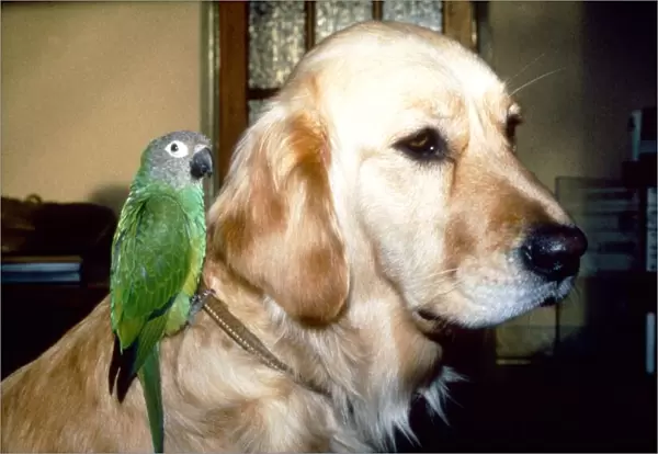 Carrie the Budgie and Mr Magoo the Golden Retriever February 1990