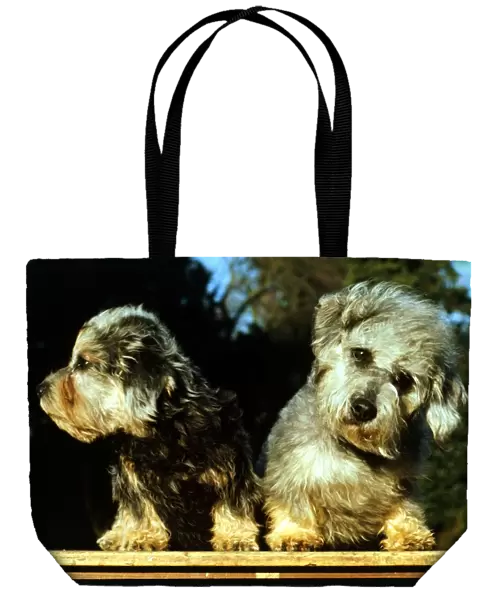 Two Dandie Dinmont Dogs June 1987