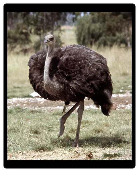 An ostrich at Lion Park in South Africa April 1973