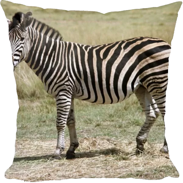 A zebra at Lion Park in South Africa April 1973
