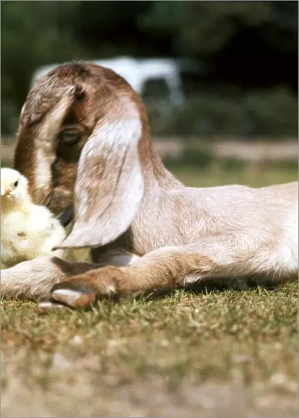 A Nubian Goat lying down on the grass with a chick next to him May 1976