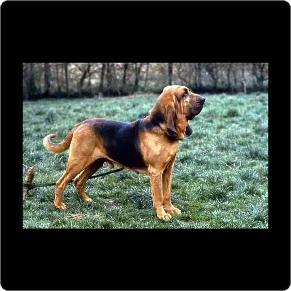 A Bloodhound Dog August 1994