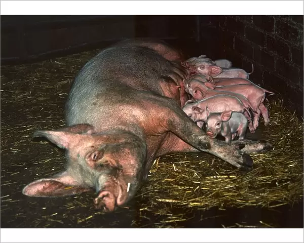 A mother pig lying on her side with her piglets July 1971