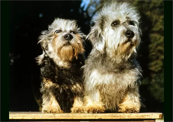 A pair of Dandie Dinmont Dogs June 1987