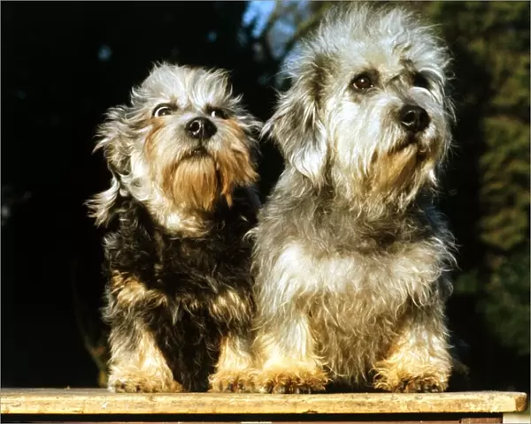 A pair of Dandie Dinmont Dogs June 1987