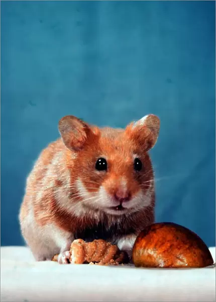 A Golden Hamster pet Circa 1980