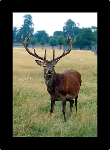 Red deer out in the fields September 1979