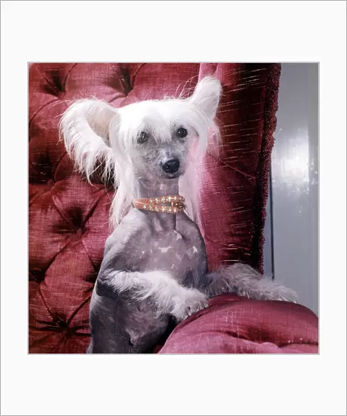 A Chinese crested dog owned by Mrs Dorothy tayler of Wembley wearing a necklace October